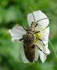 Rhagium mordax